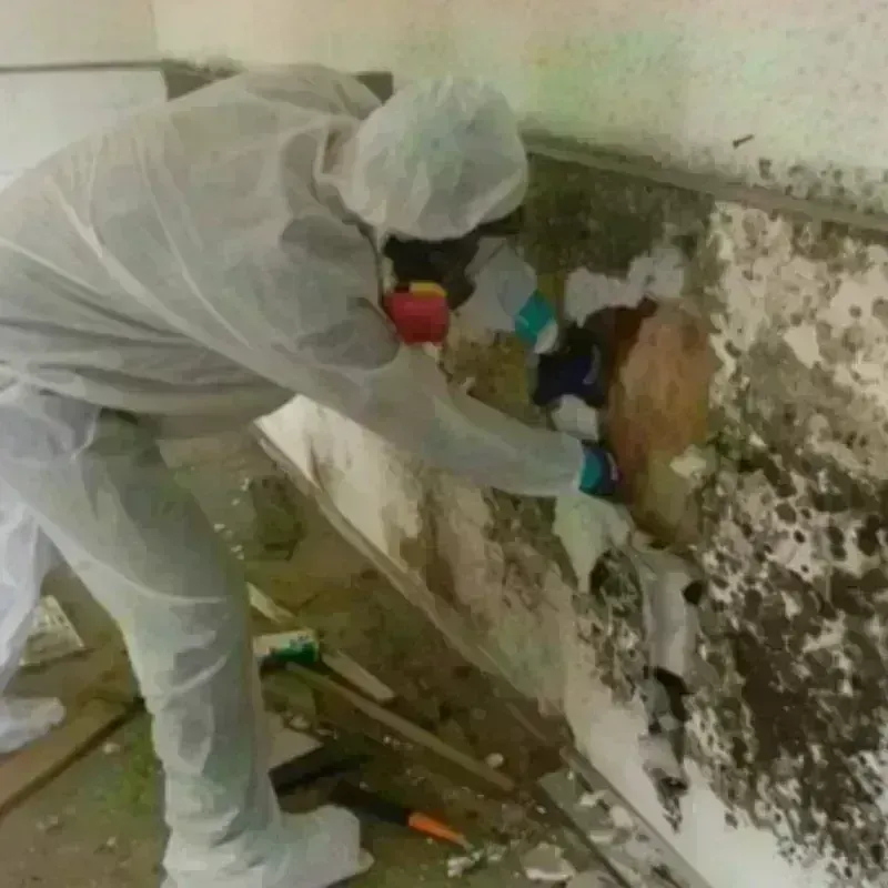 Mold Remediation and Removal in Pomona, NY